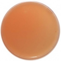 Pp Bacillus Cereus Mannitol Egg Yolk Polymyxin Myp Agar E