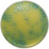 PP0051 Bacillius Cereus Selective Agar PEMBA E O Laboratories Ltd