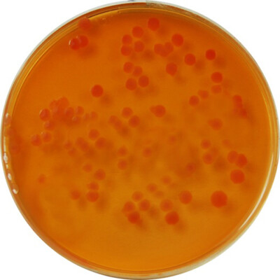 Pp0640 - Macconkey Agar - E & O Laboratories Ltd