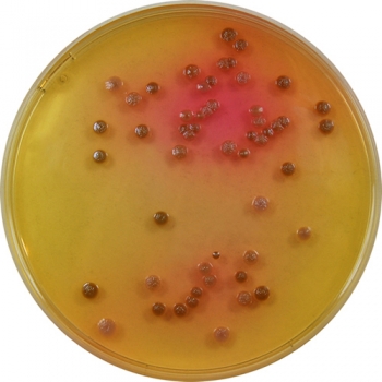 PP0160 - Burkholderia cepacia Agar - E & O Laboratories Ltd