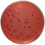 PP0350 - Yersinia Selective Agar with CIN - E & O Laboratories Ltd