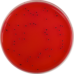 PP1723 - MacConkey Agar (USP) - E & O Laboratories Ltd