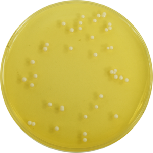 PP0051 - Bacillius cereus Selective Agar (PEMBA) - E & O Laboratories Ltd