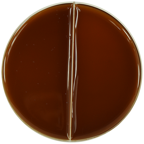 PP1782 GC Selective Agar with LCAT / GC Selective Agar