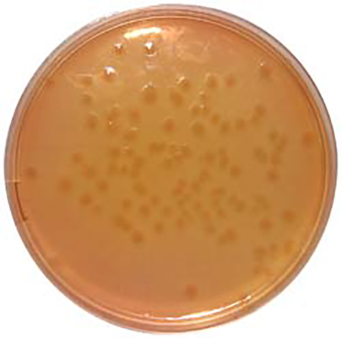 Desoxycholate Citrate Agar (Hynes) – E & O Laboratories Ltd