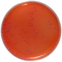 PP0470 - MacConkey Agar without Salt - E & O Laboratories Ltd