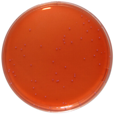 PP0640 - MacConkey Agar - E & O Laboratories Ltd