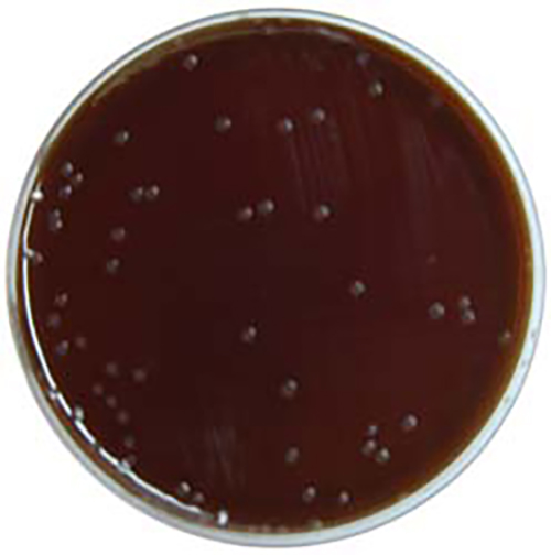 PP0780 GC Selective Agar with LCAT E & O Laboratories Ltd