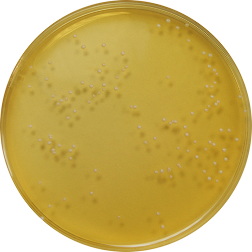 PP0890 - Malt Extract Agar - E & O Laboratories Ltd