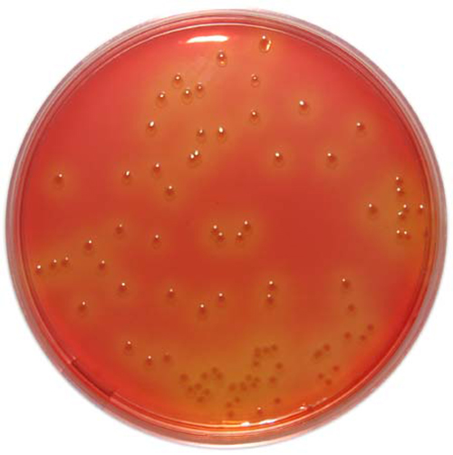 PP1720 - MacConkey Agar No.3 - E & O Laboratories Ltd