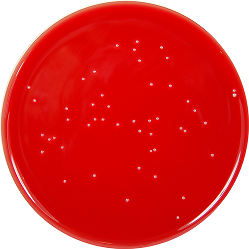 PP1747 - Columbia Agar Base with 5% Defibrinated Sheep Blood - E & O ...