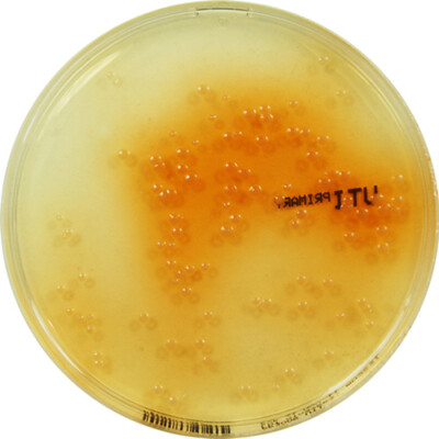 PP3005 - Primary UTI Chromogenic Agar - E & O Laboratories Ltd